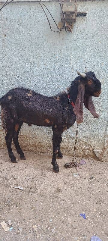 2dAnt male 2