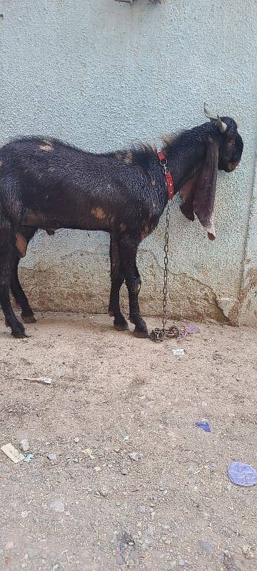 2dAnt male 3