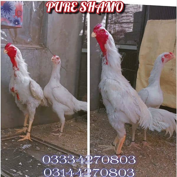Heera/shamo/chick/eggs/pathy/madi/murga/hera/hira/hen/white/pure/aseel 0