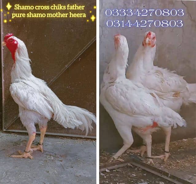 Heera/shamo/chick/eggs/pathy/madi/murga/hera/hira/hen/white/pure/aseel 1