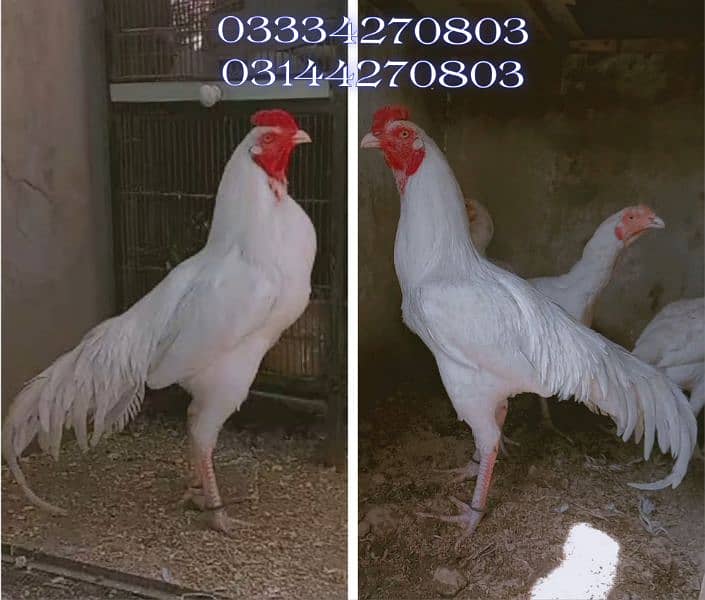 Heera/shamo/chick/eggs/pathy/madi/murga/hera/hira/hen/white/pure/aseel 2