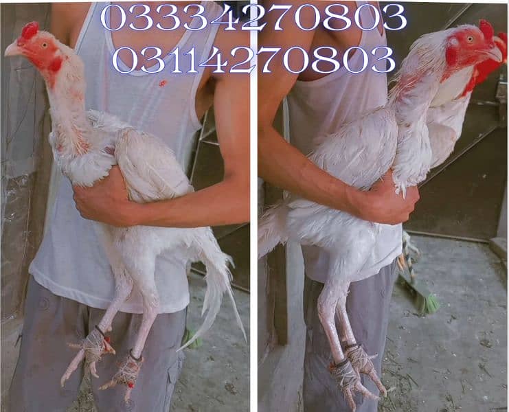 Heera/shamo/chick/eggs/pathy/madi/murga/hera/hira/hen/white/pure/aseel 3