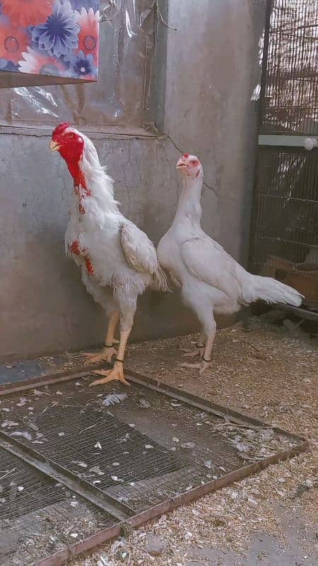 Heera/shamo/chick/eggs/pathy/madi/murga/hera/hira/hen/white/pure/aseel 4