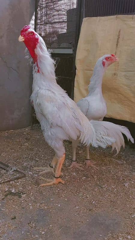 Heera/shamo/chick/eggs/pathy/madi/murga/hera/hira/hen/white/pure/aseel 5