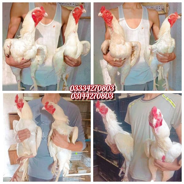 Heera/shamo/chick/eggs/pathy/madi/murga/hera/hira/hen/white/pure/aseel 6