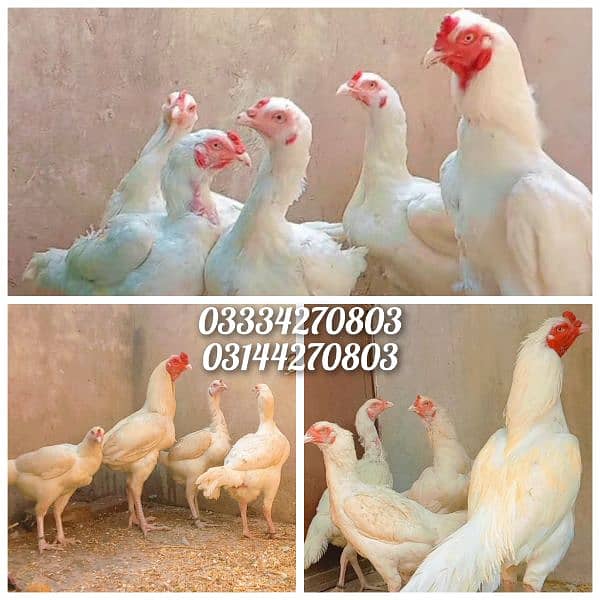 Heera/shamo/chick/eggs/pathy/madi/murga/hera/hira/hen/white/pure/aseel 7