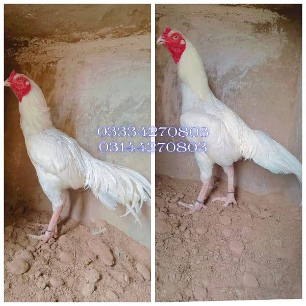 Heera/shamo/chick/eggs/pathy/madi/murga/hera/hira/hen/white/pure/aseel 8