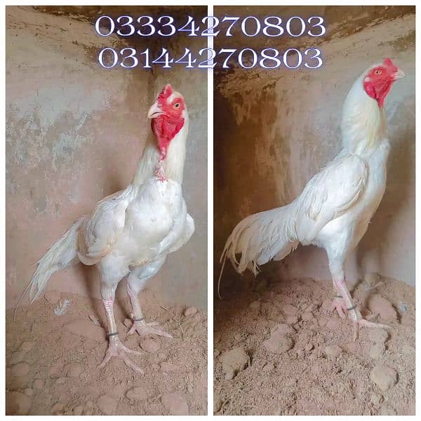 Heera/shamo/chick/eggs/pathy/madi/murga/hera/hira/hen/white/pure/aseel 9