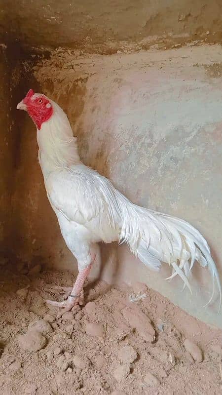 Heera/shamo/chick/eggs/pathy/madi/murga/hera/hira/hen/white/pure/aseel 10