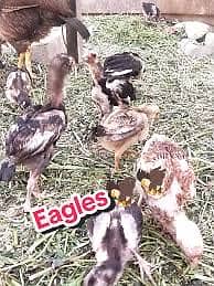 3 Miawali chicks