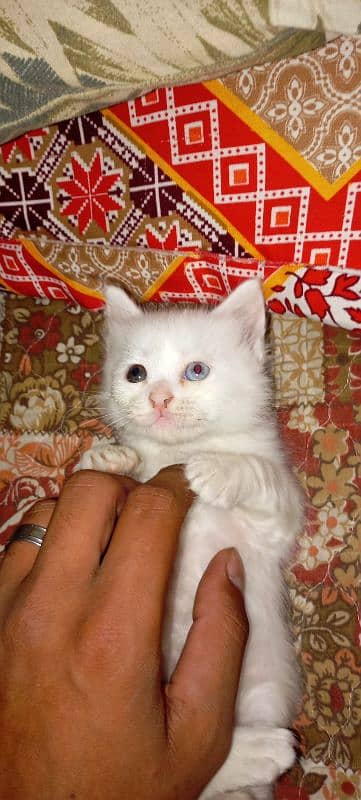 Persian cat White color odd eye's 0
