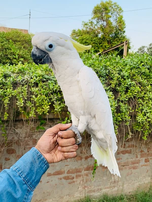 Tritron Cockato Adult Male. 0