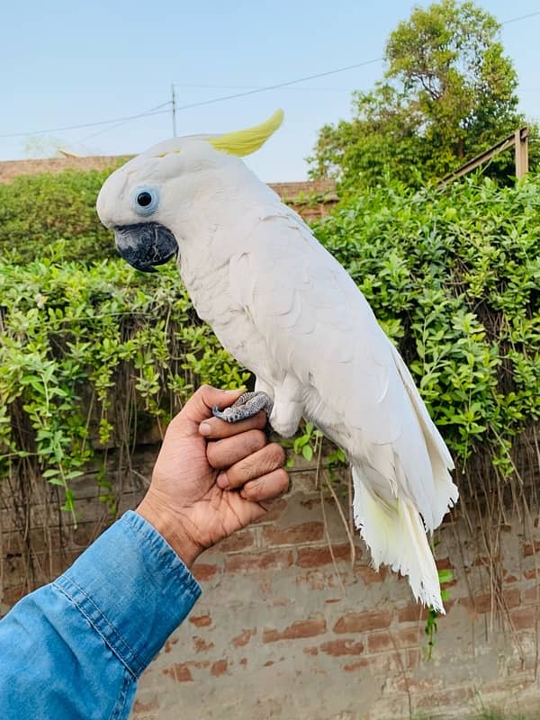Tritron Cockato Adult Male. 1