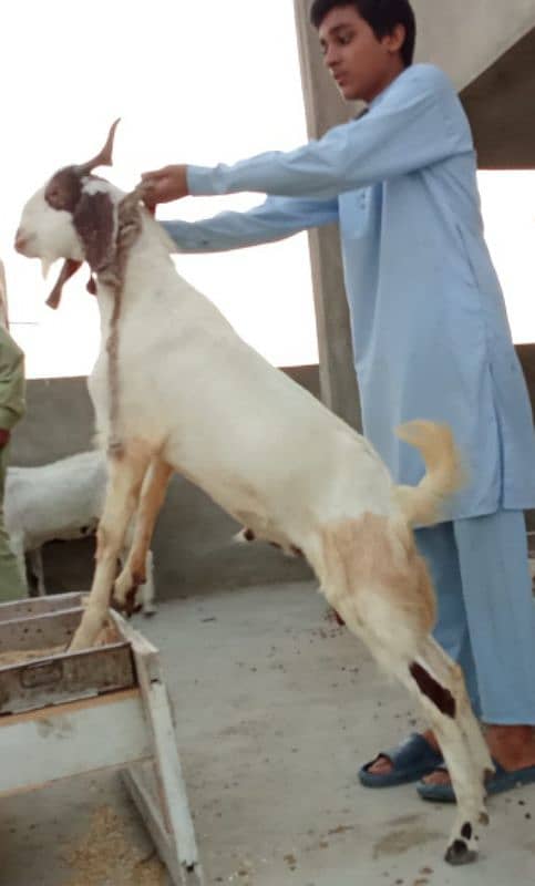 aandu bakra , ando bakre, goat goats aando bakray, 2 dant 4