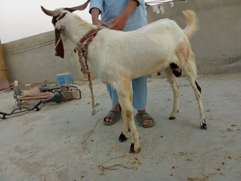 aandu bakra , ando bakre, goat goats aando bakray, 2 dant 5