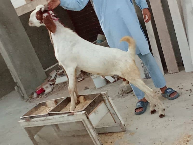 aandu bakra , ando bakre, goat goats aando bakray, 2 dant 9