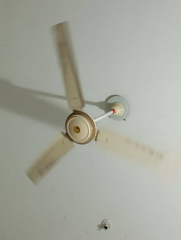 2 master fan 1 zam zam fan 1