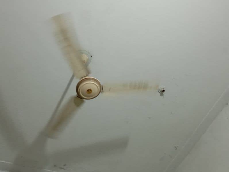 2 master fan 1 zam zam fan 2