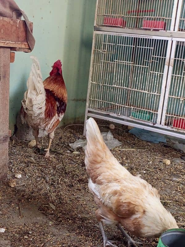 Desi Murga Murgi Pair 1