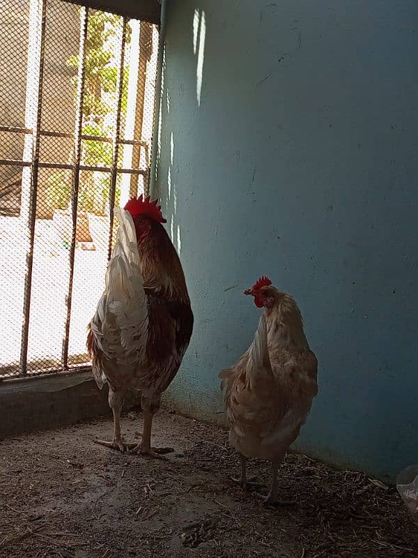 Desi Murga Murgi Pair 6