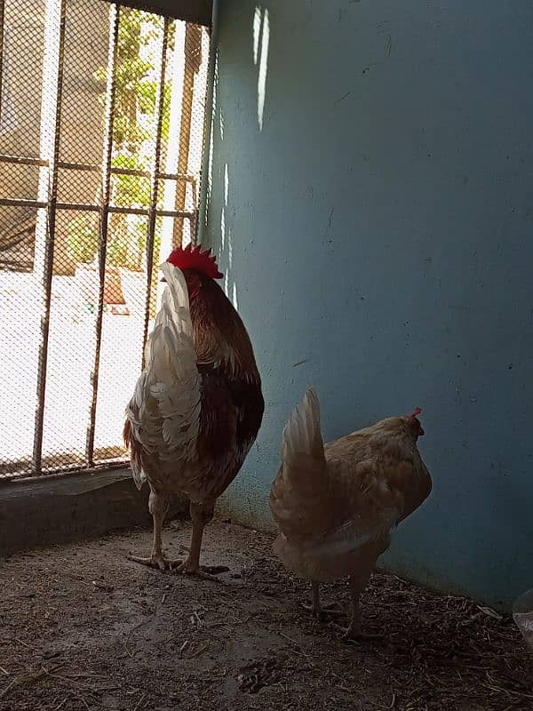 Desi Murga Murgi Pair 8