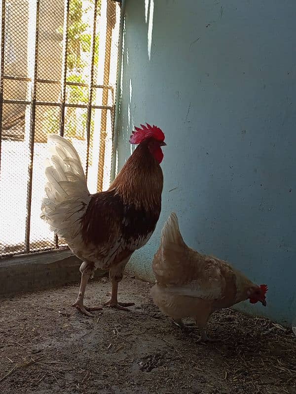 Desi Murga Murgi Pair 11