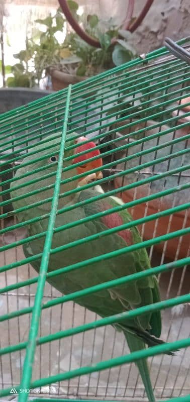 Alexander talking parrot 0