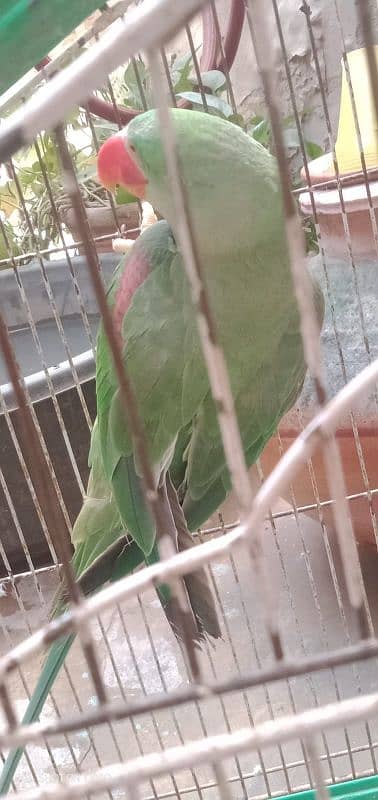 Alexander talking parrot 1