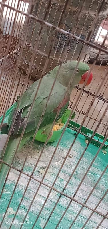 Alexander talking parrot 2