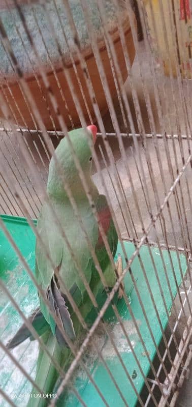 Alexander talking parrot 3