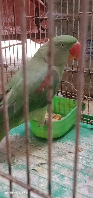 Alexander talking parrot 4