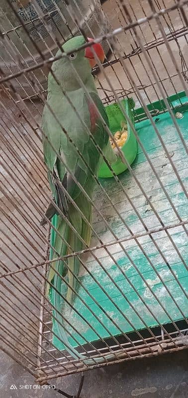 Alexander talking parrot 5