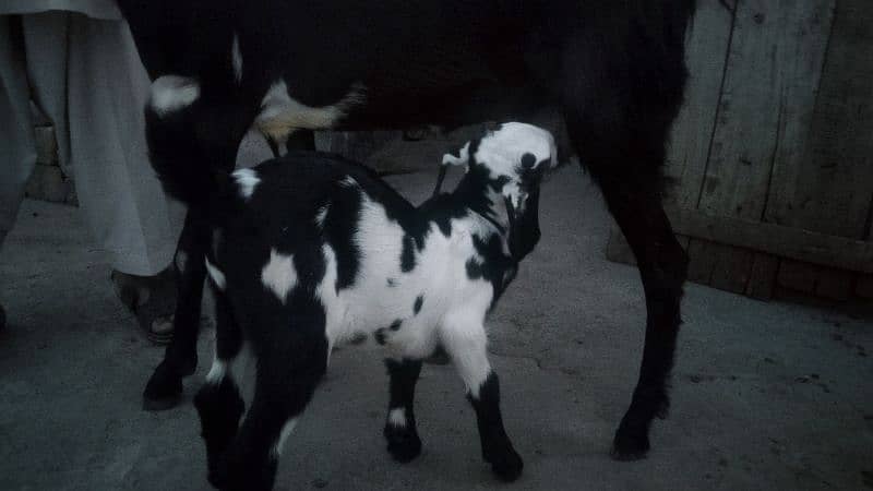 sale my goats bachon k sath 0