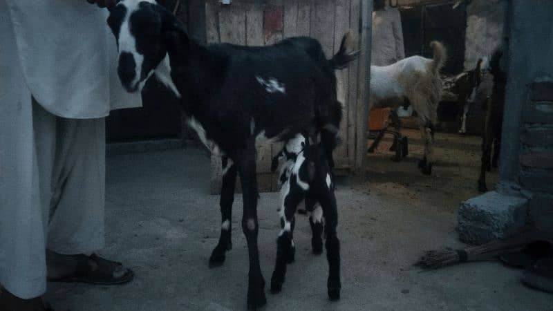 sale my goats bachon k sath 2