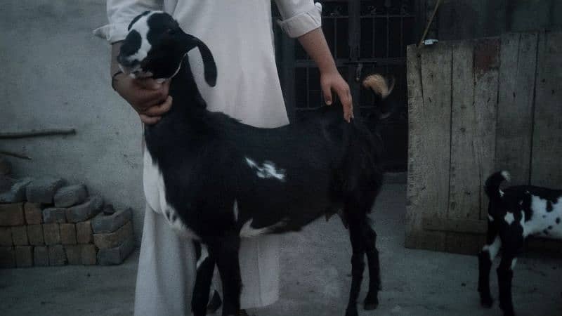 sale my goats bachon k sath 3