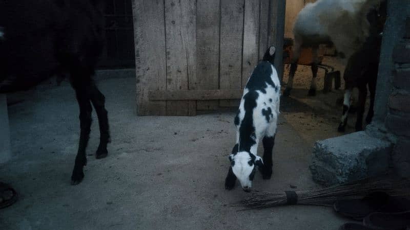 sale my goats bachon k sath 4