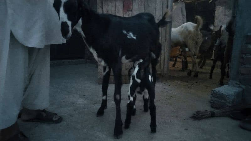 sale my goats bachon k sath 5
