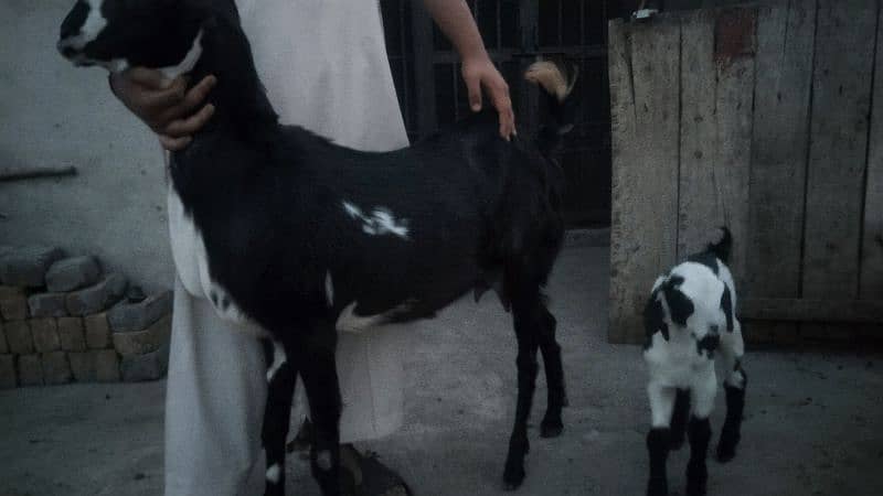 sale my goats bachon k sath 6