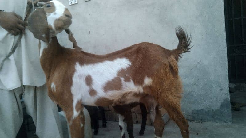 sale my goats bachon k sath 7