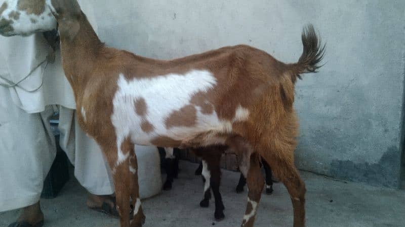 sale my goats bachon k sath 8