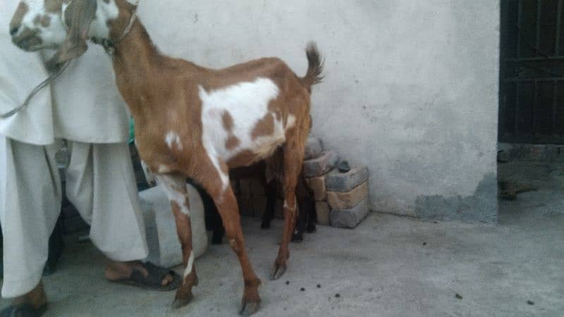 sale my goats bachon k sath 9