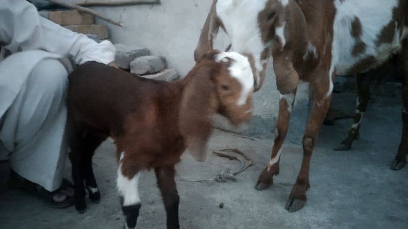 sale my goats bachon k sath 10