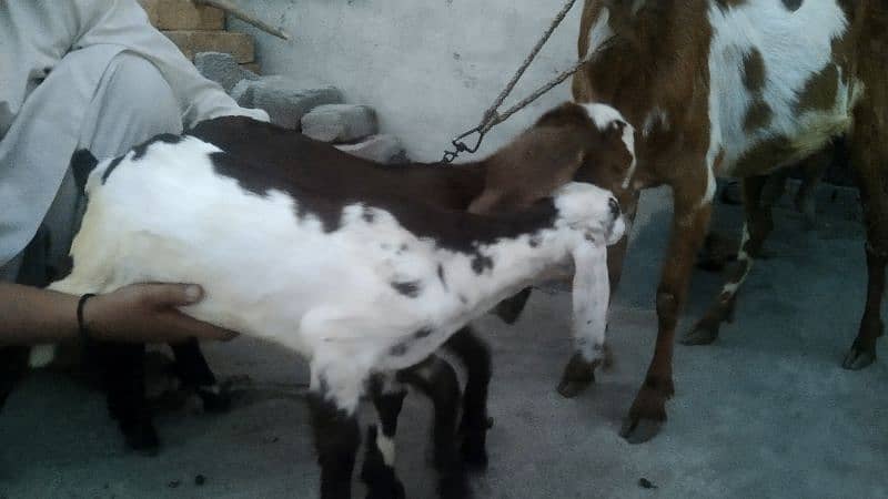sale my goats bachon k sath 11