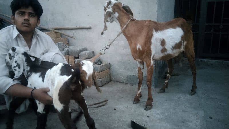 sale my goats bachon k sath 12