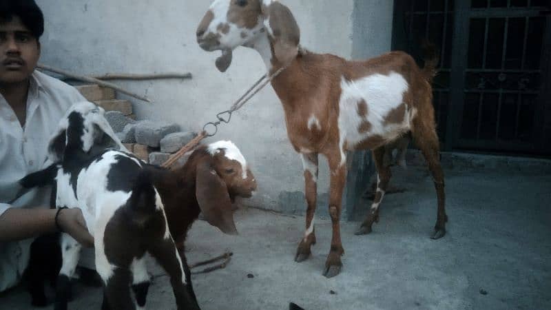 sale my goats bachon k sath 13