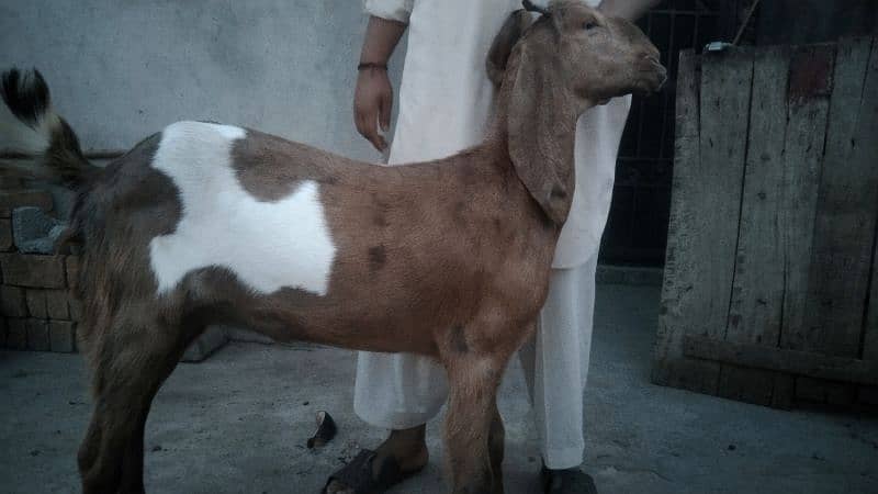 sale my goats bachon k sath 14