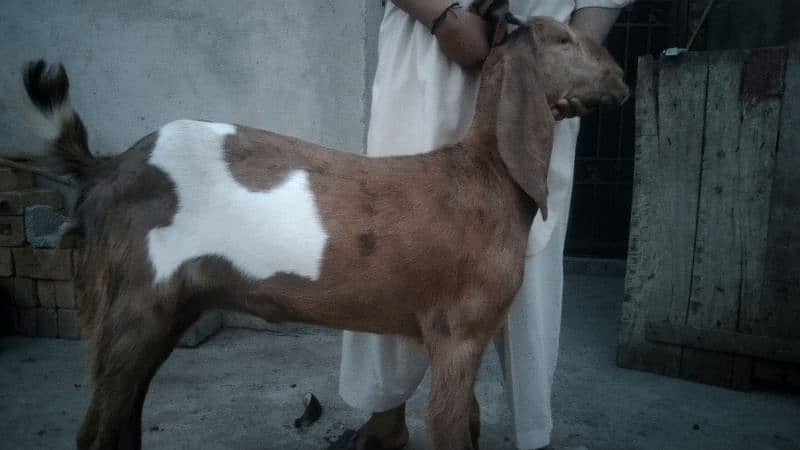 sale my goats bachon k sath 15