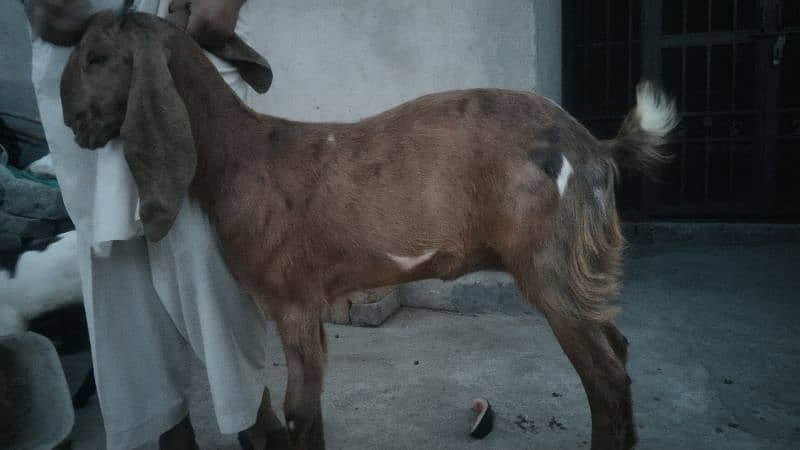 sale my goats bachon k sath 16