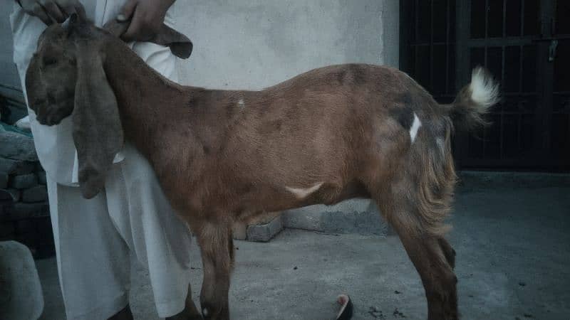 sale my goats bachon k sath 17