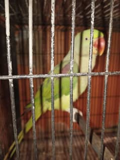 parhe tota female
